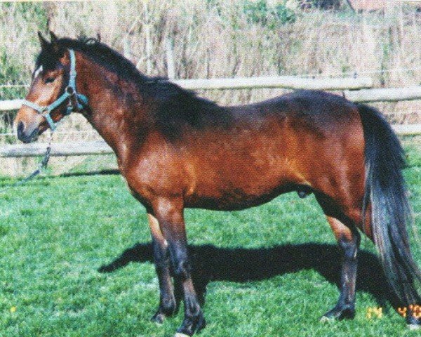 dressage horse Gangster (Lewitzer, 2005, from Gapatschi von Kamerun)