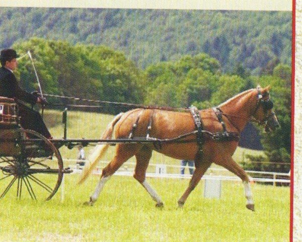 horse Bibiena (Freiberger, 2004, from L'As de Coeur)