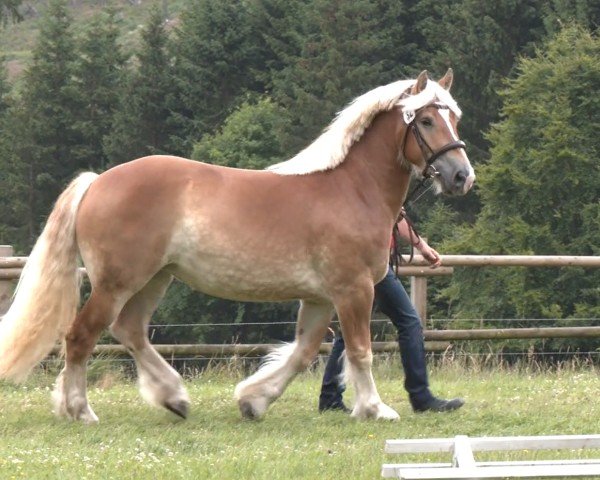 horse Hella (Rhenish-German Cold-Blood, 2022, from Humphrey)