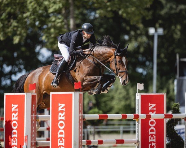 jumper Ulina 20 (Holsteiner, 2015, from Uriko)