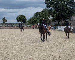 dressage horse Sissy Sinfonie (Hanoverian, 2009, from Samarant)