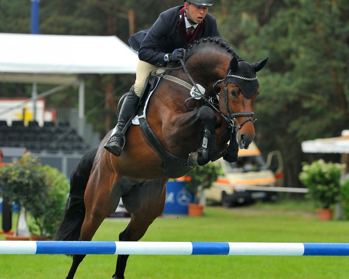 stallion Casskeni II (Holsteiner, 2008, from Cassini II)