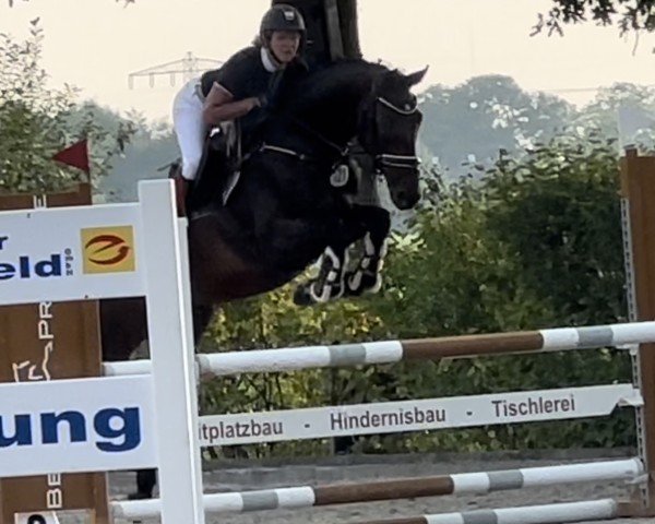 jumper Chamiro B (Westphalian, 2017, from Chaman)