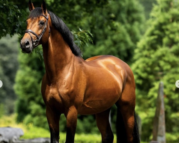 jumper Do You du Seigneur Z (Zangersheide riding horse, 2016, from Don't Touch Tiji Hero)