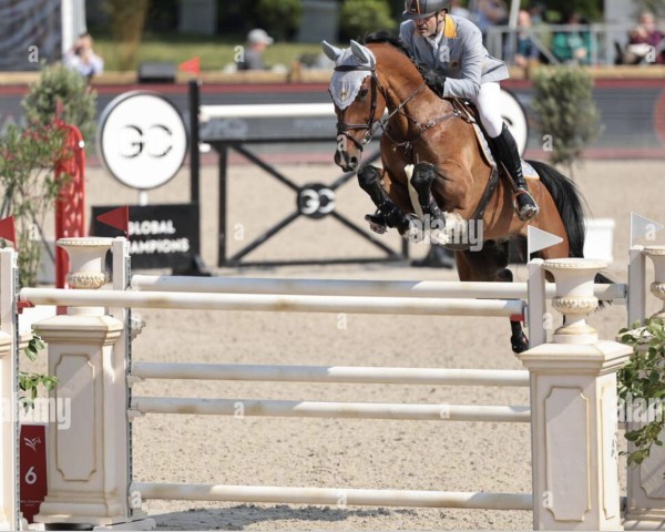 jumper Piccadilly K (Hanoverian, 2011, from Perigueux)