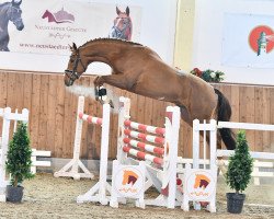 Springpferd Diamond Time (Westfale, 2018, von Diamant de Semilly)