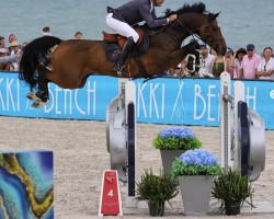 stallion Calvino 16 (Holsteiner, 2012, from Castelan II Pkz)