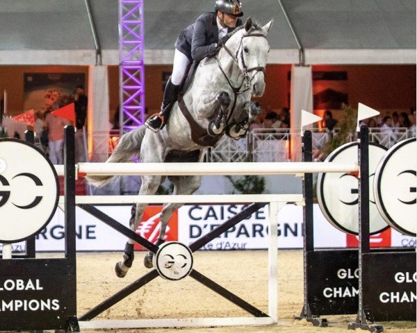 broodmare Cantate (Oldenburg, 2010, from Corlensky G)