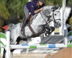 stallion Drago G.S. (Zangersheide riding horse, 2012, from Darco)