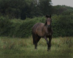 broodmare Giulia VIII (Holsteiner, 2014, from Casall Ask)