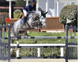 jumper Qapriole van de Musschaver (Belgian Warmblood, 2016, from Vigo d'Arsouilles)