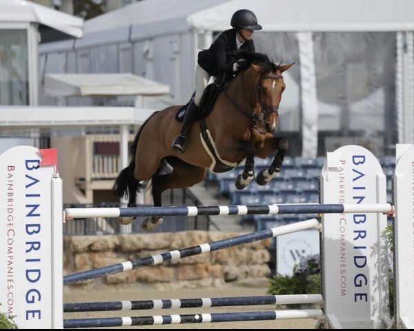 jumper Cool Girl PS (Oldenburg show jumper, 2015, from Casallco)