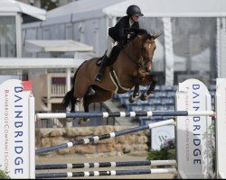 jumper Cool Girl PS (Oldenburg show jumper, 2015, from Casallco)