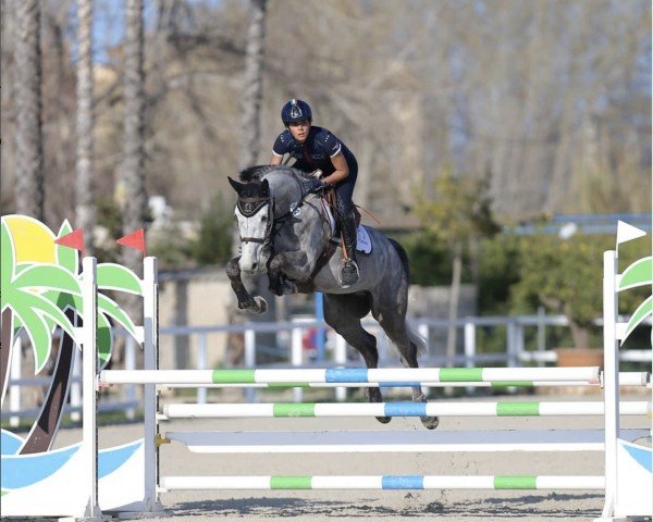 jumper Kick Star CL (KWPN (Royal Dutch Sporthorse), 2015, from Global Express)