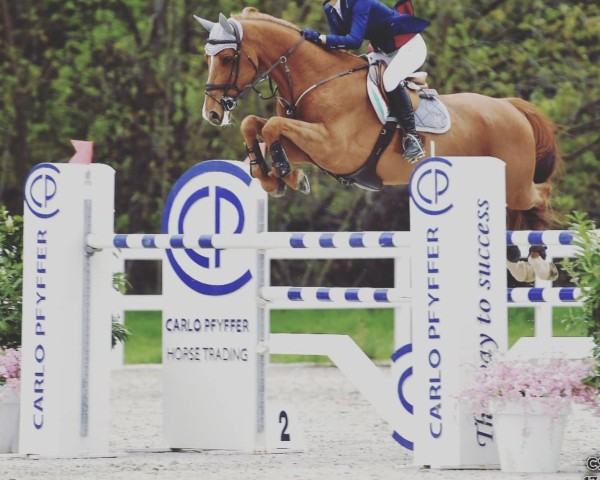 jumper Freya (KWPN (Royal Dutch Sporthorse), 2010, from Emilion)