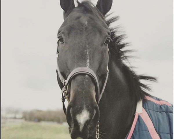jumper Honeymoon (KWPN (Royal Dutch Sporthorse), 2012, from Namelus R)