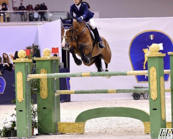 jumper Viorike (KWPN (Royal Dutch Sporthorse), 2002, from Hors La Loi II)