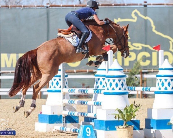 jumper Gaastra de La Hamente Z (Zangersheide riding horse, 2017, from George Z)