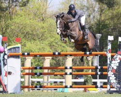 jumper Glitzy (anglo european sporthorse, 2011, from Zanzibar V)