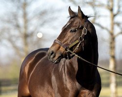 stallion Global Campaign xx (Thoroughbred, 2016, from Curlin xx)