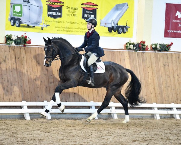 stallion Ravanello (German Sport Horse, 2018, from Royal Doruto OLD)