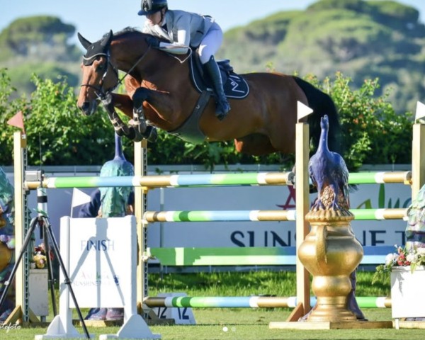 jumper Que Splendor GH (Holsteiner, 2011, from Verdi)