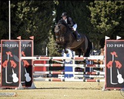 jumper Pharrell (Irish Sport Horse, 2009, from S Creevagh Ferro)