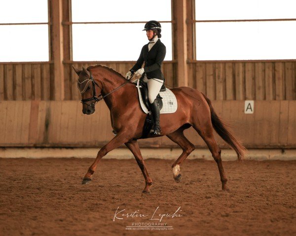 dressage horse Lamirabell (German Sport Horse, 2019, from Valverde NRW)