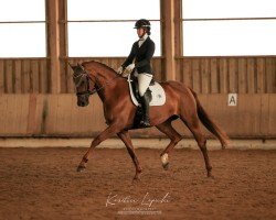 dressage horse Lamirabell (German Sport Horse, 2019, from Valverde NRW)