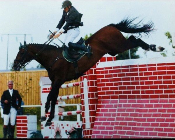stallion Camiro de Haar Z (Zangersheide riding horse, 2000, from Chellano Z)