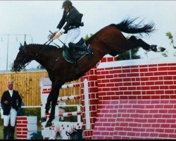 stallion Camiro de Haar Z (Zangersheide riding horse, 2000, from Chellano Z)