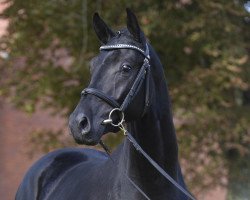 dressage horse Vasco Da Gama (German Sport Horse, 2015, from Van Vivaldi)