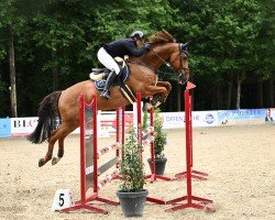 jumper Loui Light 3 (Westphalian, 2017, from Light On OLD)