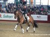 stallion DSP Benedetto Ragazzo (German Sport Horse, 2015, from Bombastic)