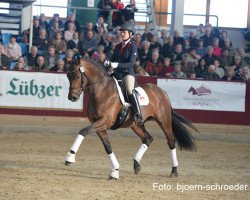Dressurpferd DSP Benedetto Ragazzo (Deutsches Sportpferd, 2015, von Bombastic)