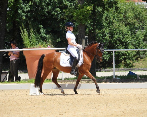 dressage horse Little Miss Sunshine 9 (German Riding Pony, 2015, from Giglberg Spotlight)