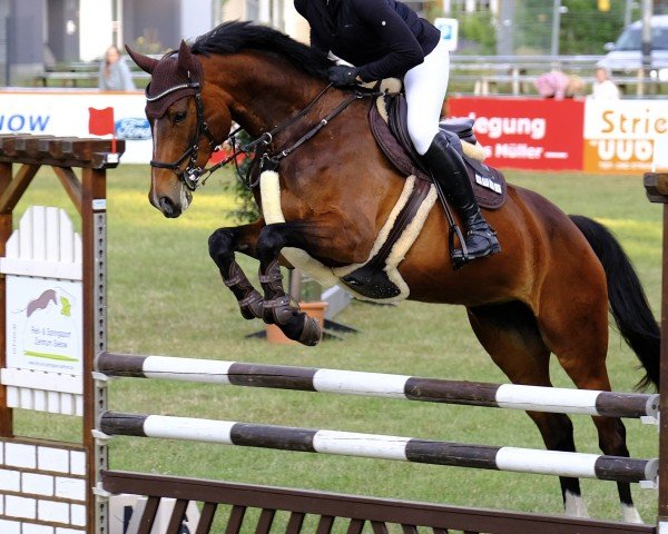 jumper Pandera S (German Sport Horse, 2018, from Pessoa VDL)
