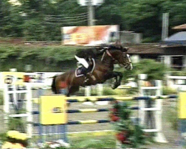 stallion Duc du Rabutin (Selle Français, 1991, from Stew Boy)