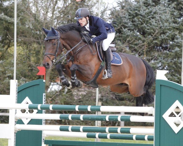 jumper Lili 02 (KWPN (Royal Dutch Sporthorse), 2001, from Lux Z)