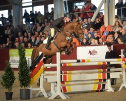 stallion Andy Pur Vdm Z (Zangersheide riding horse, 2014, from Aktion Pur Z)