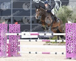 jumper Navaro van de Vrombautshoeve (Belgian Warmblood, 2013, from Crescendo)