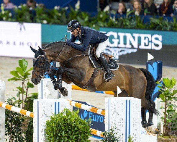 stallion Important Style VK (KWPN (Royal Dutch Sporthorse), 2013, from Falaise de Muze)