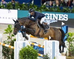 stallion Important Style VK (KWPN (Royal Dutch Sporthorse), 2013, from Falaise de Muze)