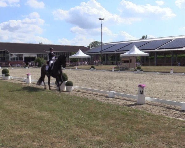 Reitturnier Langenfeld 2025