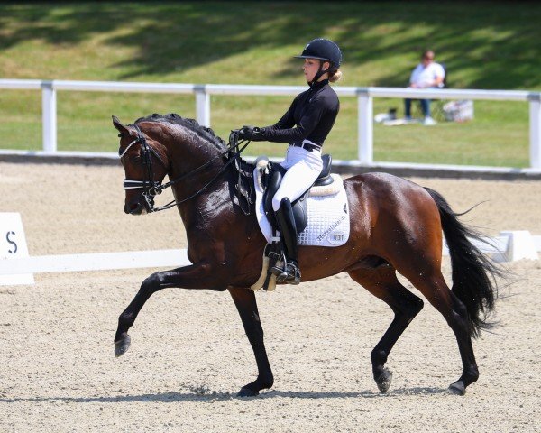 Deckhengst Gaspard 10 (Trakehner, 2018, von His Moment)