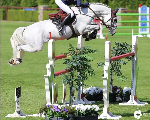 jumper Pallieter vd N.ranch (Belgian Warmblood, 2015, from Hurlevent de Breka)