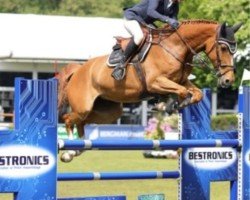 jumper Cynthia Z (Zangersheide riding horse, 2017, from Romeo 88)