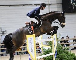 jumper Osiris Fz (Italian Warmblood, 2013, from Dallas VDL Z)