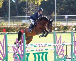 Deckhengst Piper vd Heffinck (Belgisches Warmblut, 2015, von Quick Star)