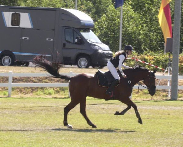 Reitturnier Aach 2025